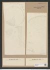 Stictodiscus haitianus Tr. et W. (de-Toni-Nr.: Genus 205, Species 5238) Zeichnungen Sammlung Grunow Nr. 9032 (NHMW-BOT-W0378754)